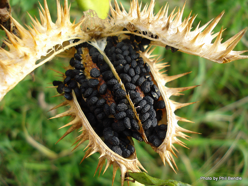 Jimson weed